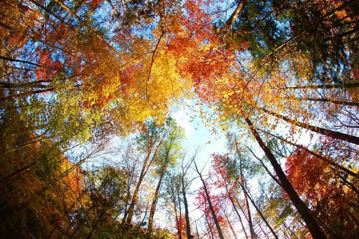 A serene forest scene with vibrant autumn leaves, tall trees, and a clear blue sky. The natural trail invites couples to take a peaceful stroll surrounded by the tranquil beauty of nature.